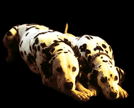 honden_dalmatiers.gif